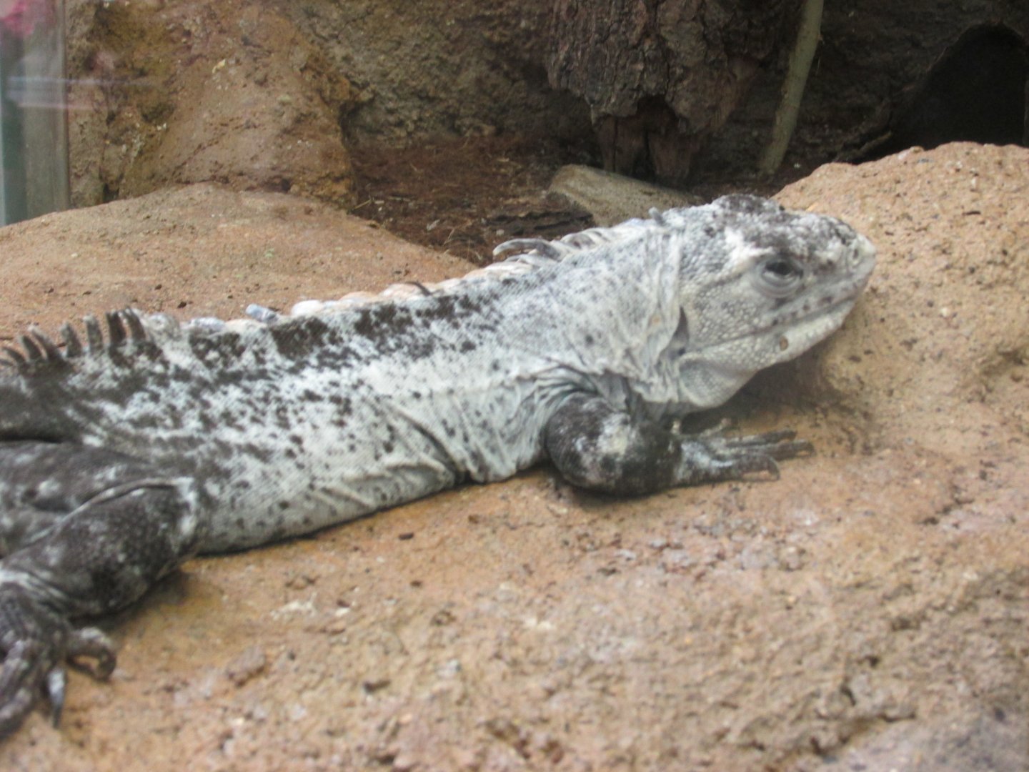 utila spinytailed iguana