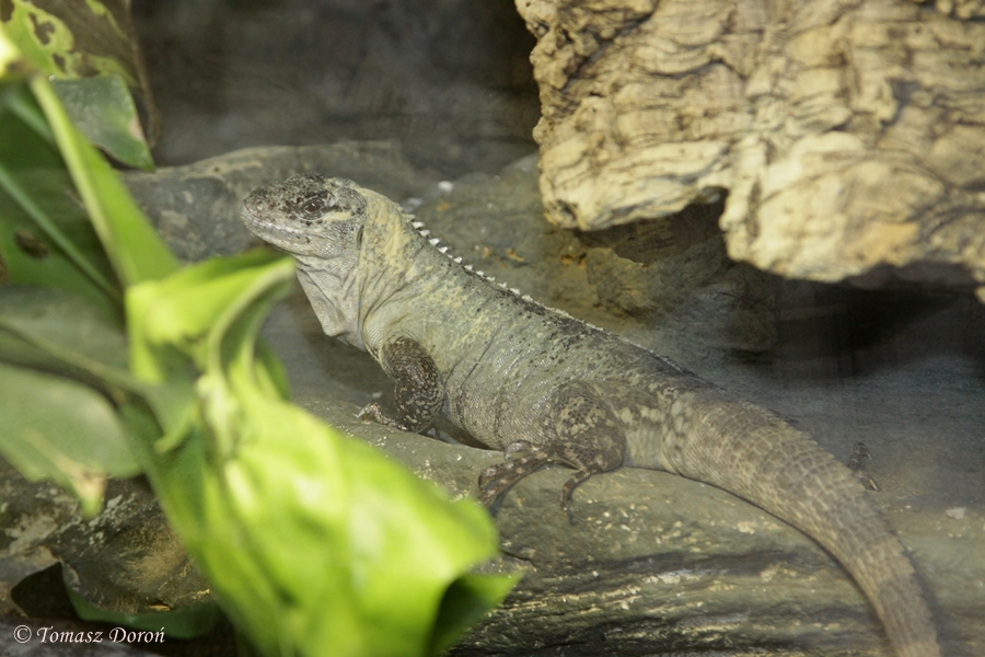 Utilan Spiny-tailed Iguana (Ctenosaura bakeri)