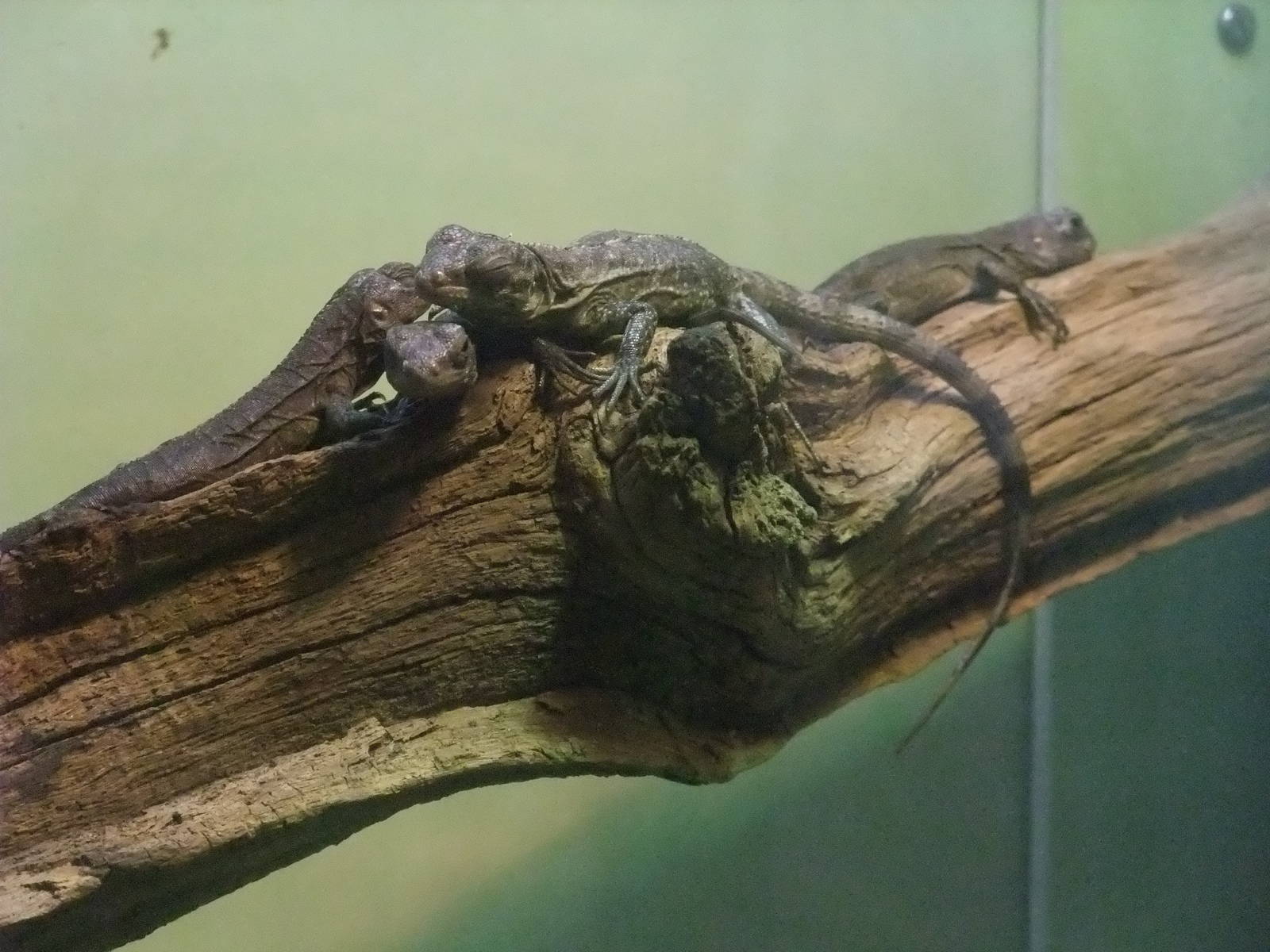 Utilan Spiny-tailed Iguanas at Bristol, 06/02/12