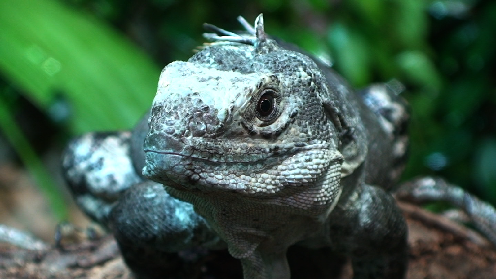 Utilia Spiny Tailed iguana