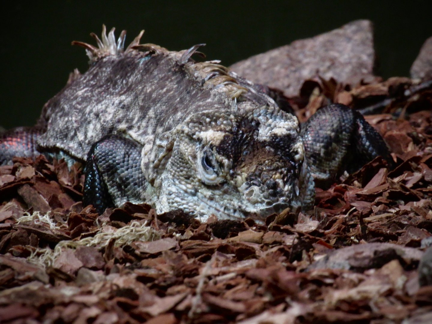 Utilia spiny-tailed iguana