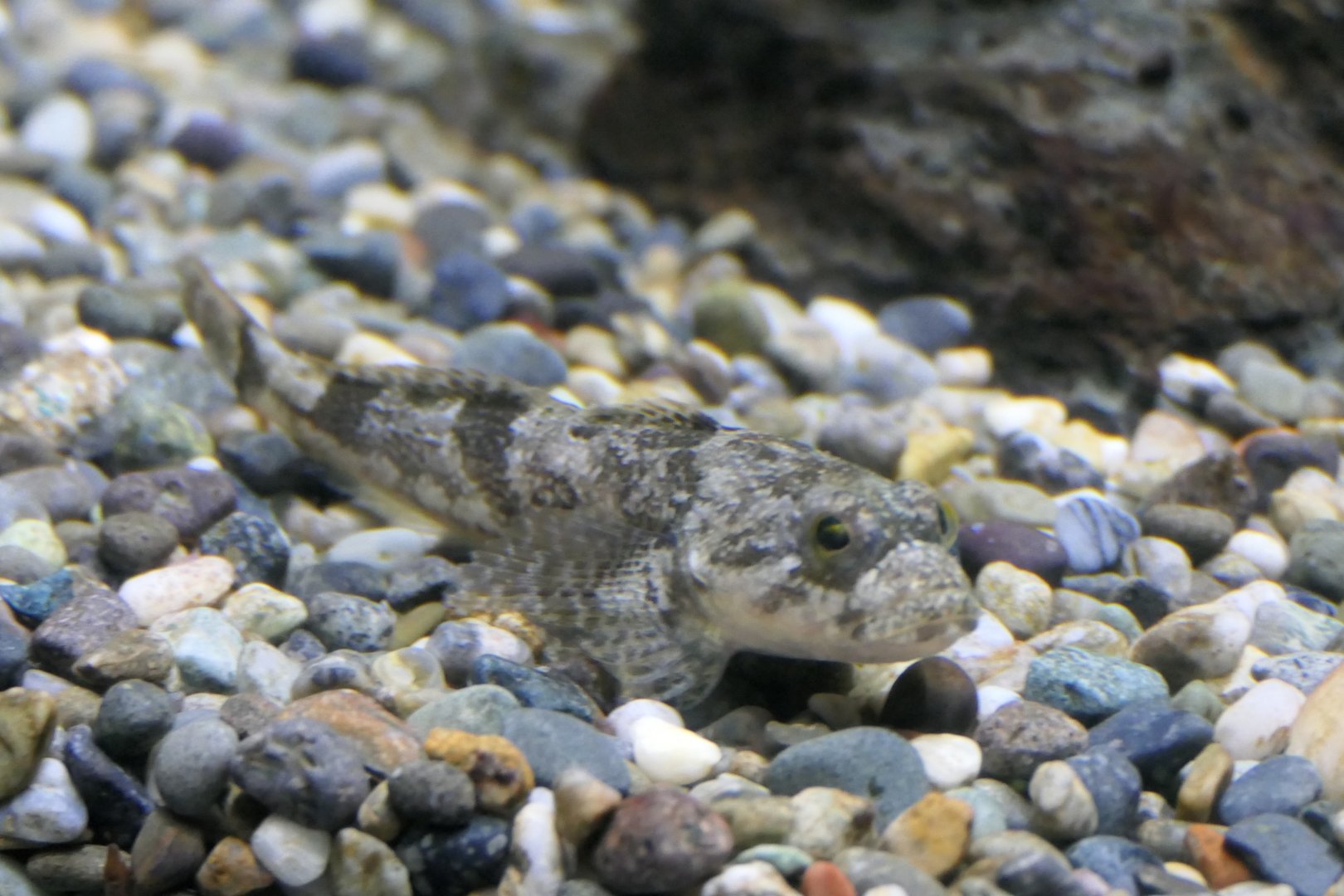 Utsusemi Sculpin (Cottus reinii) - Lake Biwa Museum