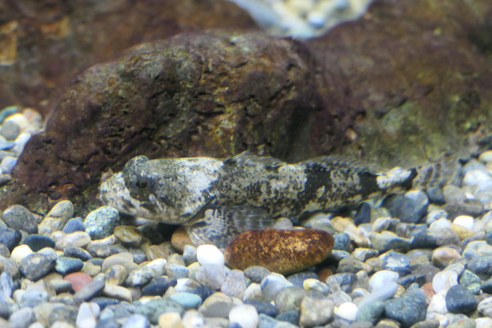 Utsusemi Sculpin (Cottus reinii) - Lake Biwa Museum