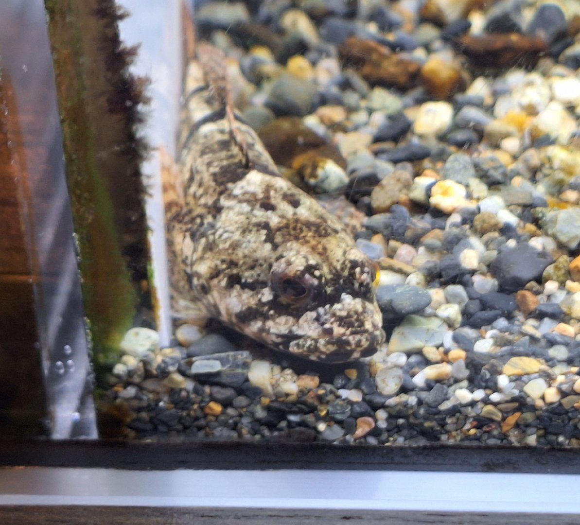 Utsusemi Sculpin (Cottus reinii)