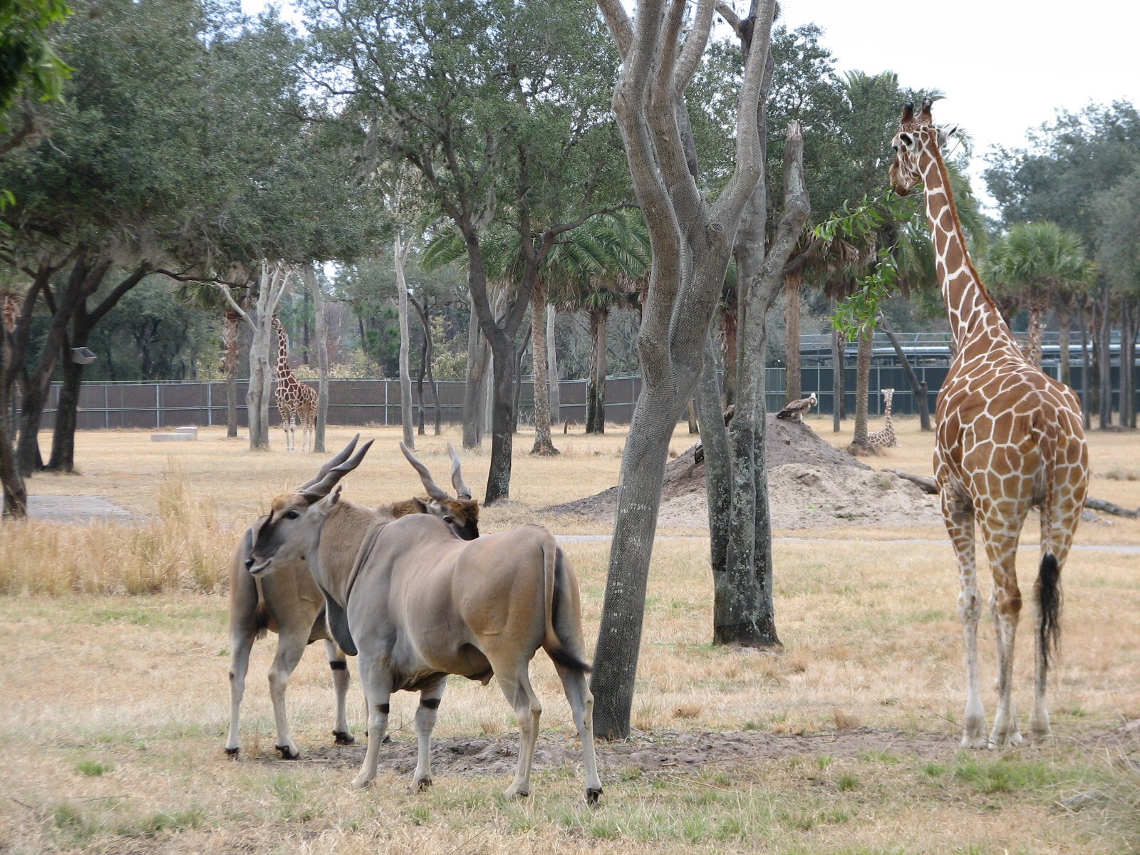 Uzima Savanna - Common Eland, Reticulated Giraffe, Ruppells Griffon Vulture