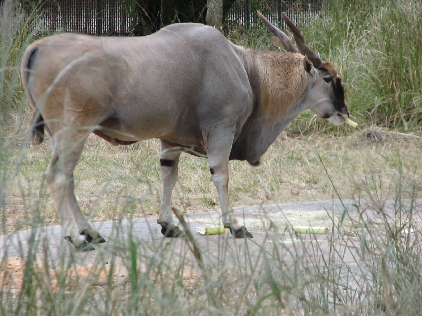 Uzima Savanna - Common Eland