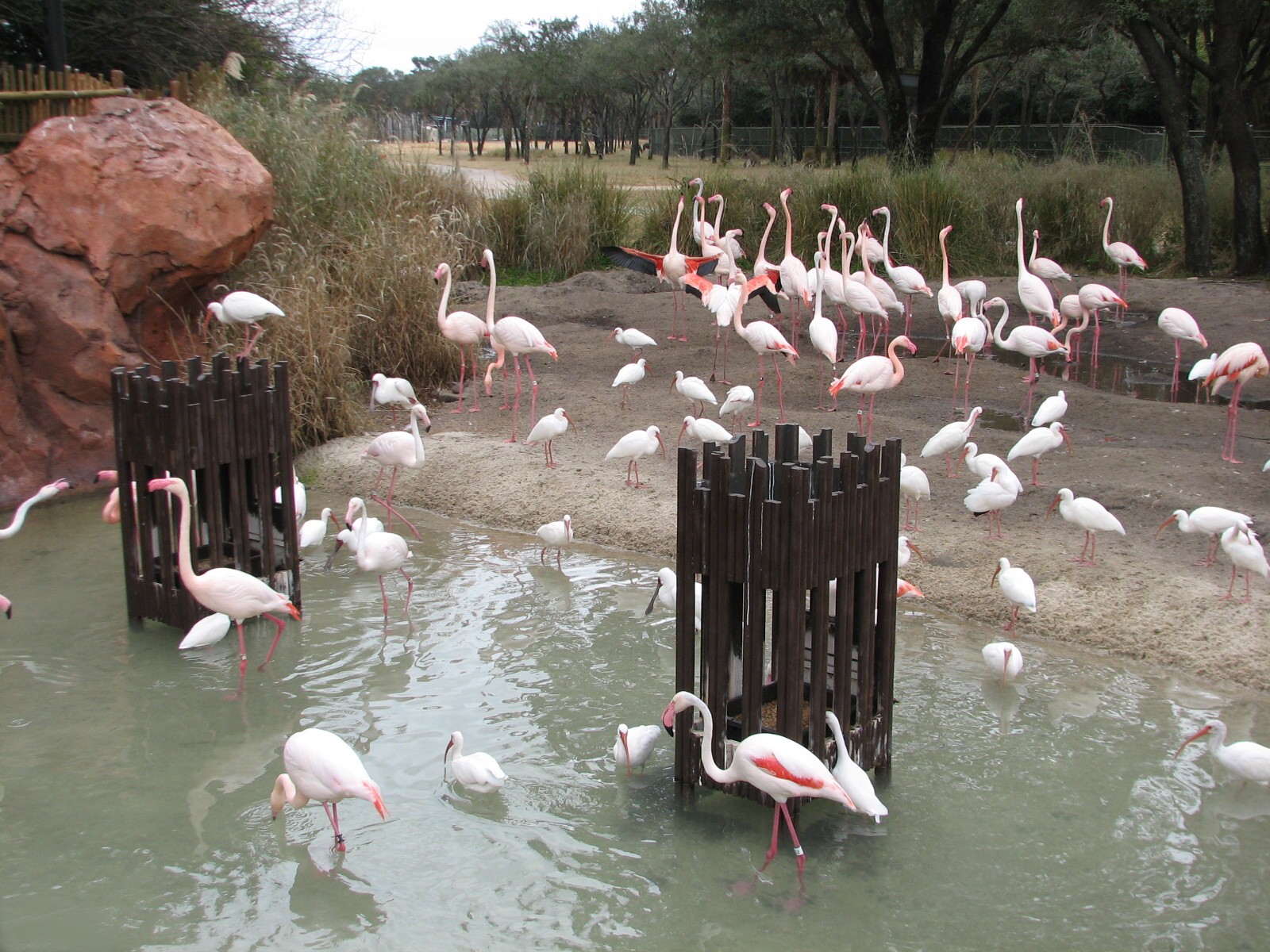 Uzima Savanna - Greater Flamingo Area