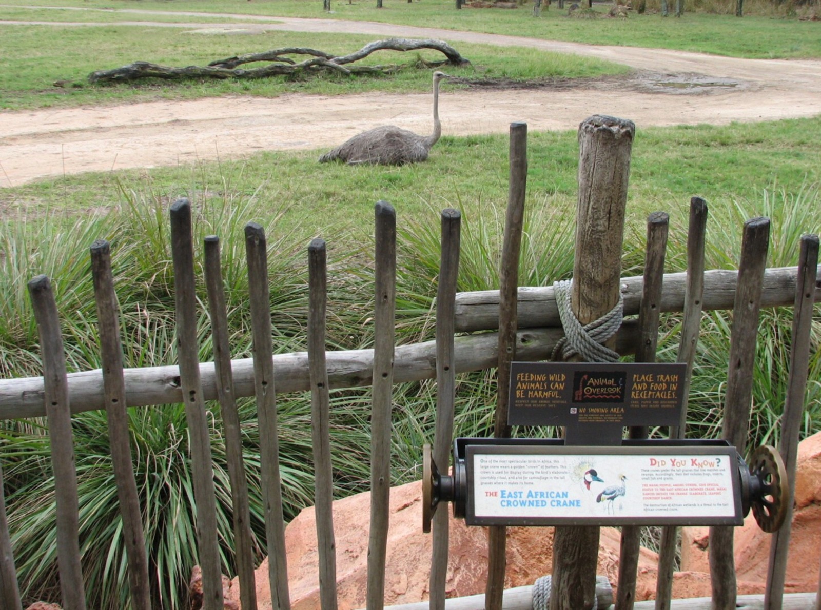 Uzima Savanna - Ostrich