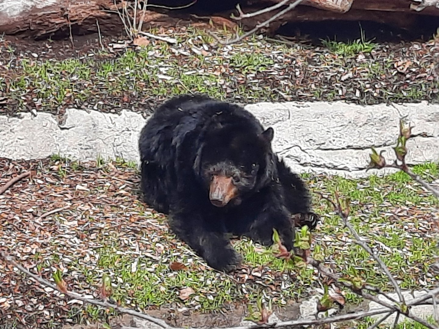 V, American Black Bear