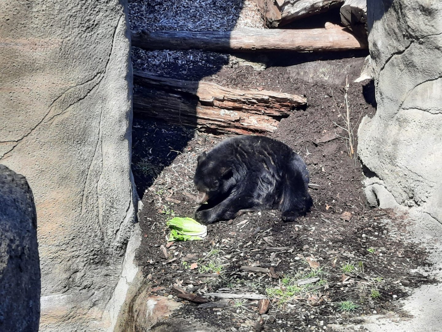 V the American Black Bear