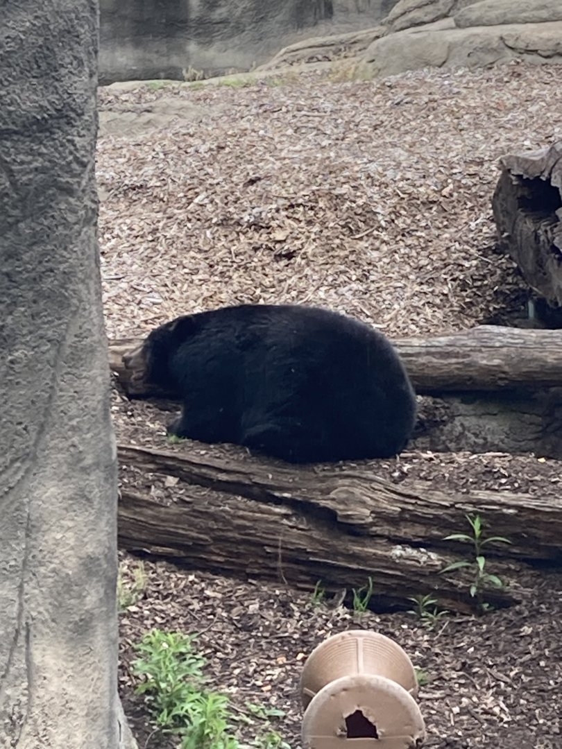 V the American Black Bear