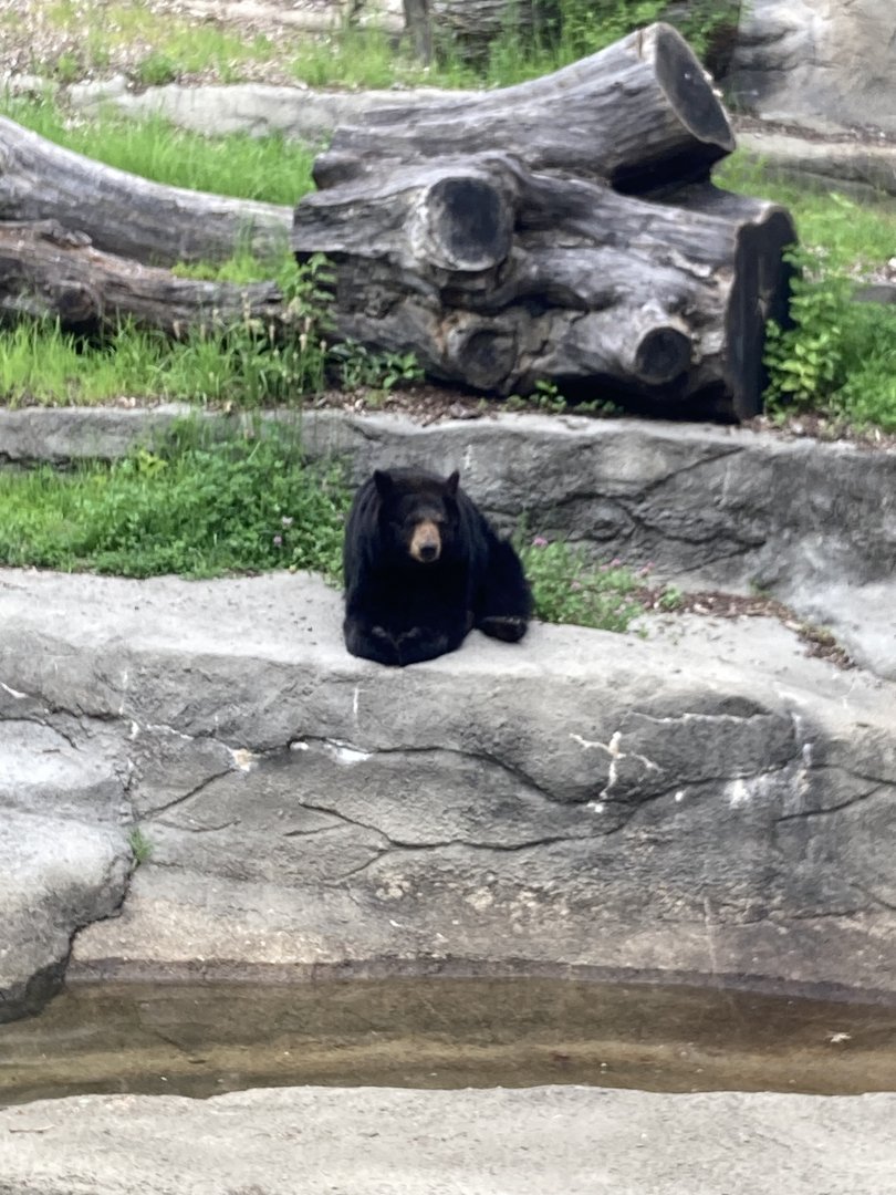 V the American Black Bear