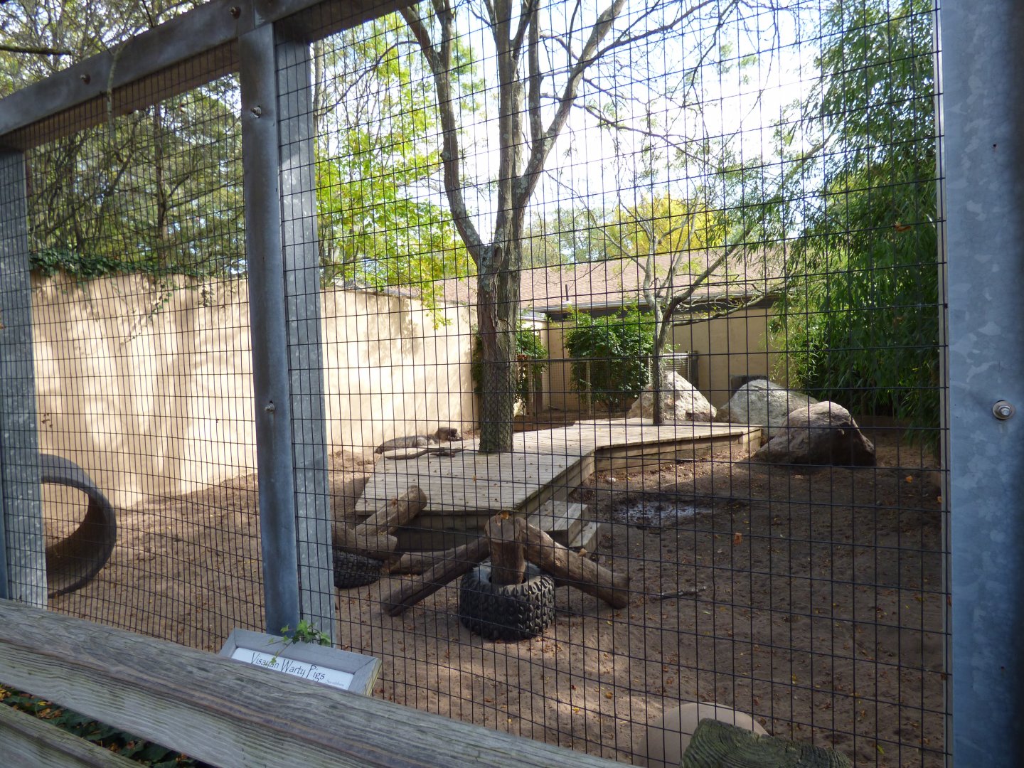 V. Warty Pig Exhibit, October 2017