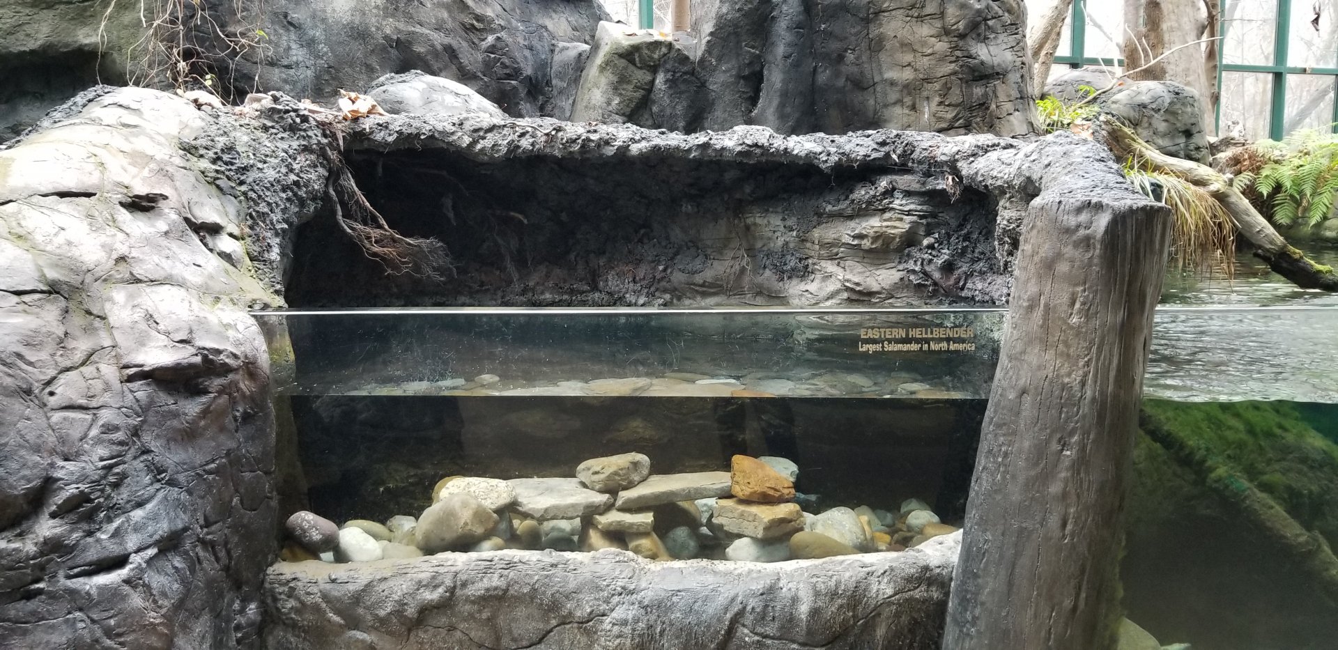 VA Living Museum - Appalachian Cove - Eastern Hellbender