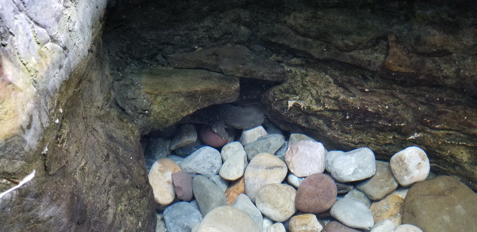 VA Living Museum - Appalachian Cove - Eastern Hellbender