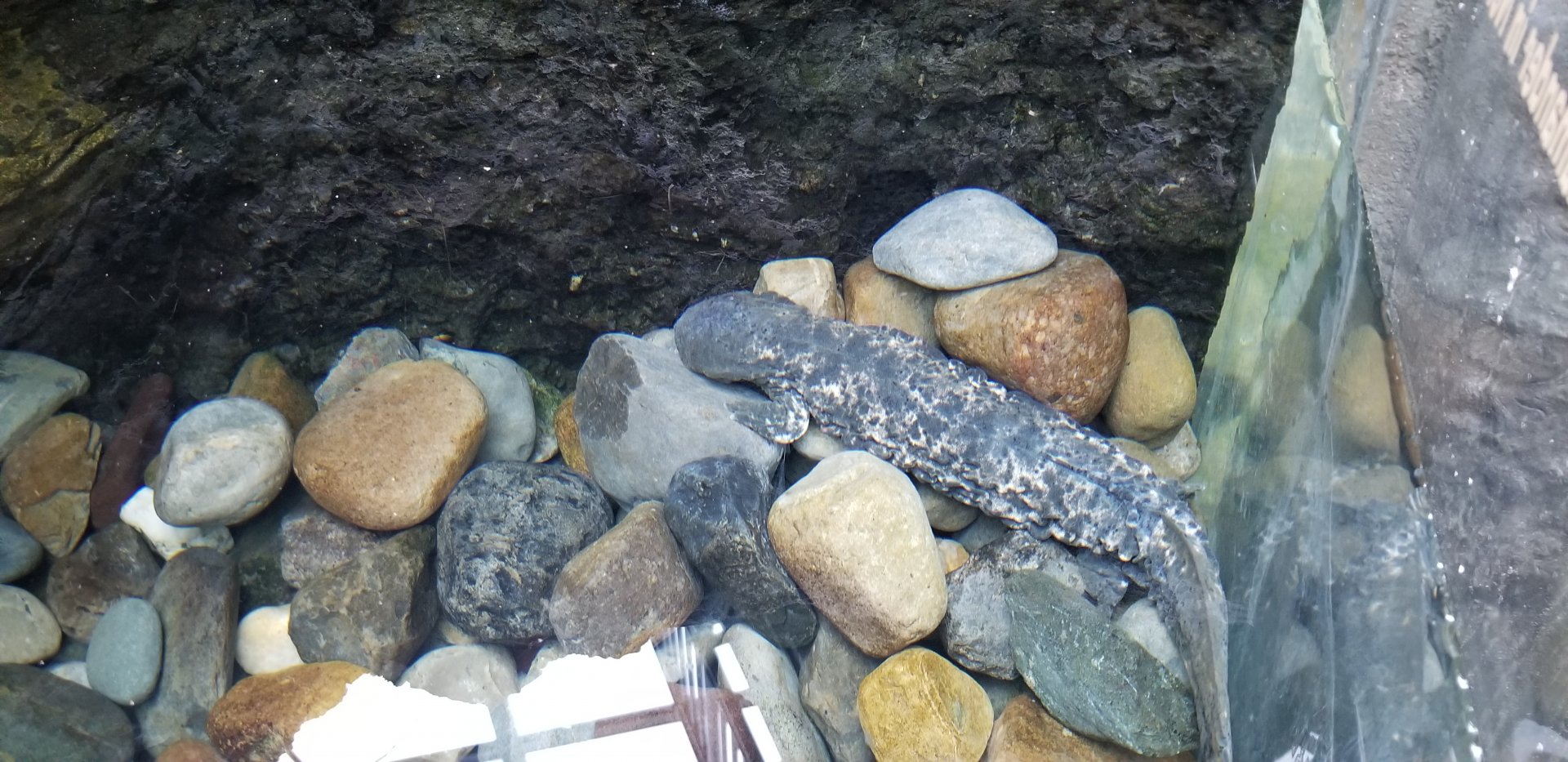 VA Living Museum - Appalachian Cove - Eastern Hellbender