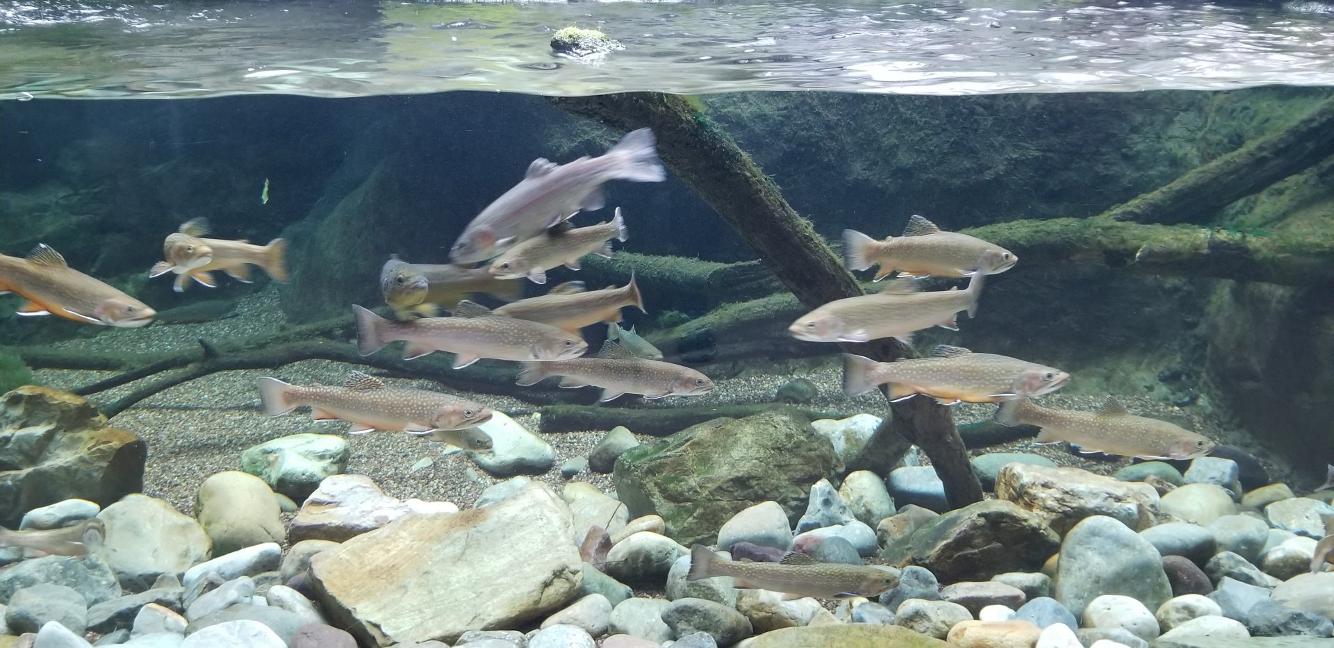 VA Living Museum - Appalachian Cove - fish