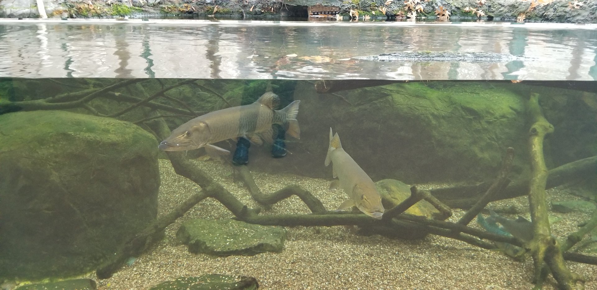 VA Living Museum - Appalachian Cove - fish
