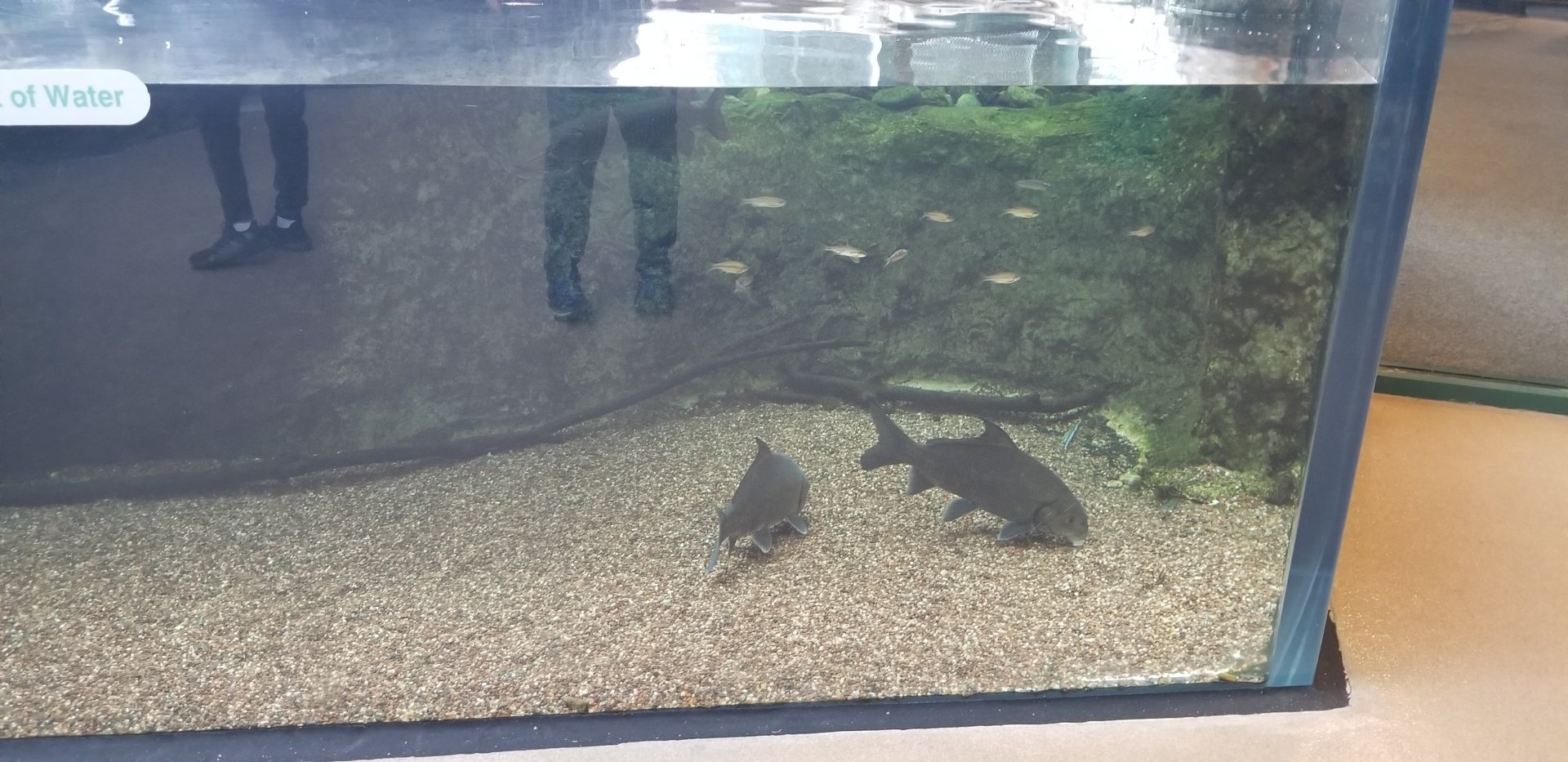 VA Living Museum - Appalachian Cove - fish