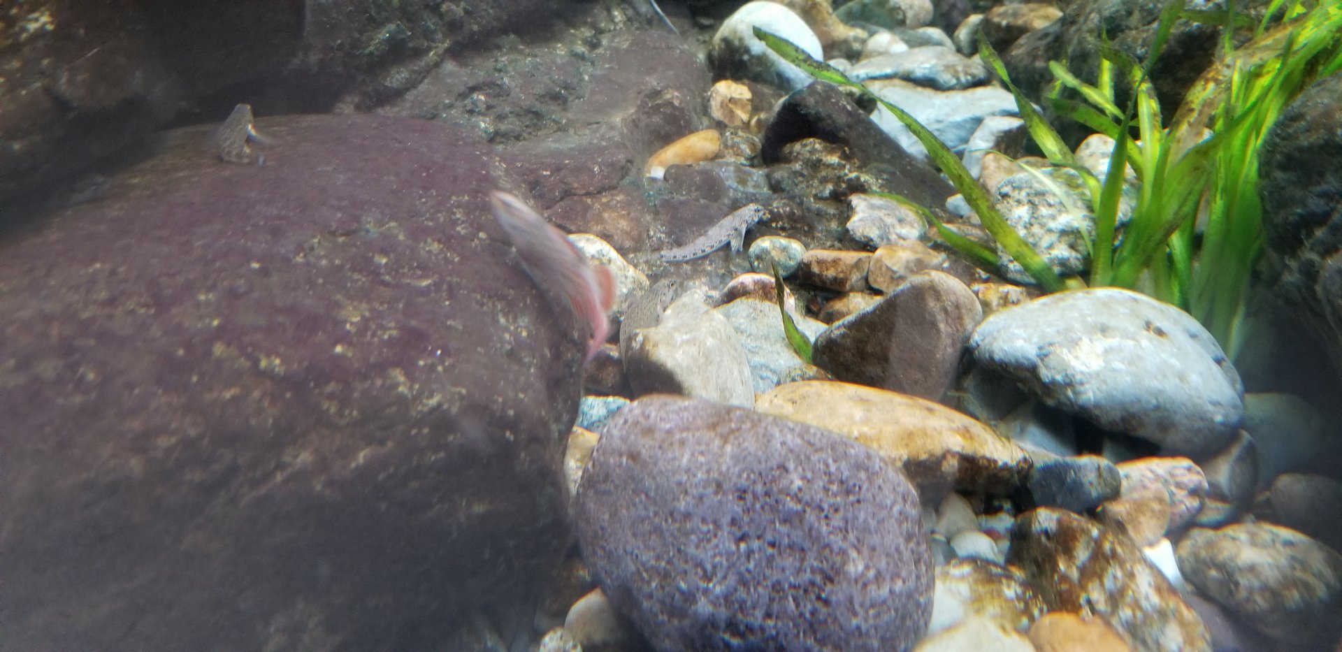 VA Living Museum - Appalachian Cove - tiny fish