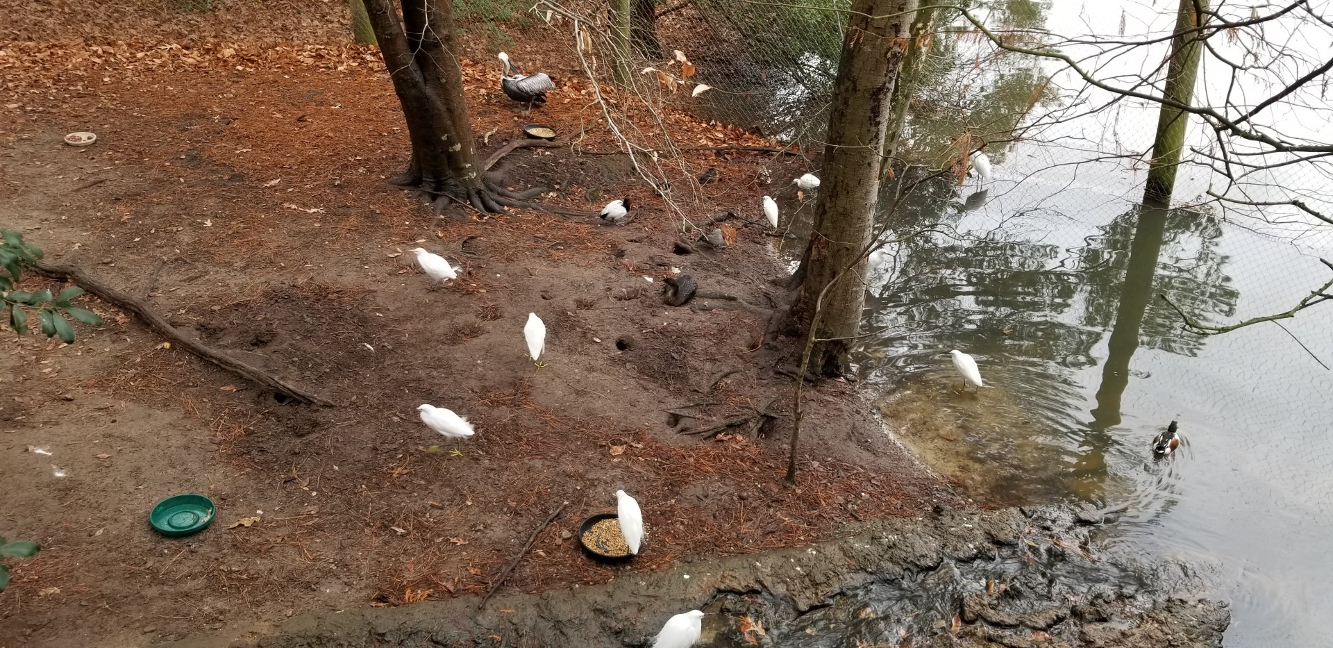 VA Living Museum - Aviary - brown pelican, cattle egrets, ducks, etc