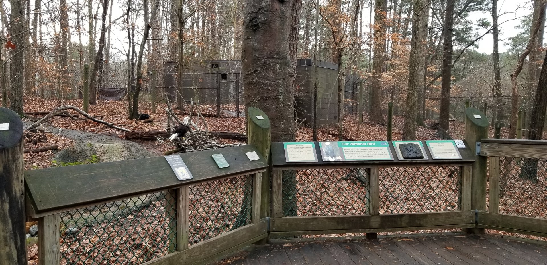 VA Living Museum - Bald Eagle exhibit, 2 animals