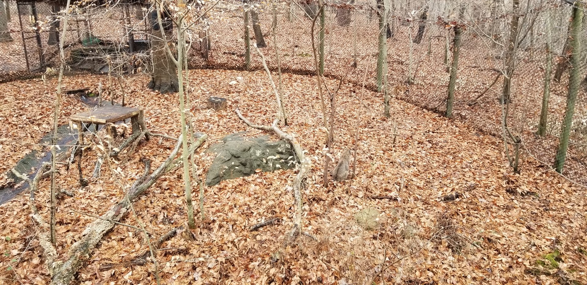 VA Living Museum - Bobcat exhibit
