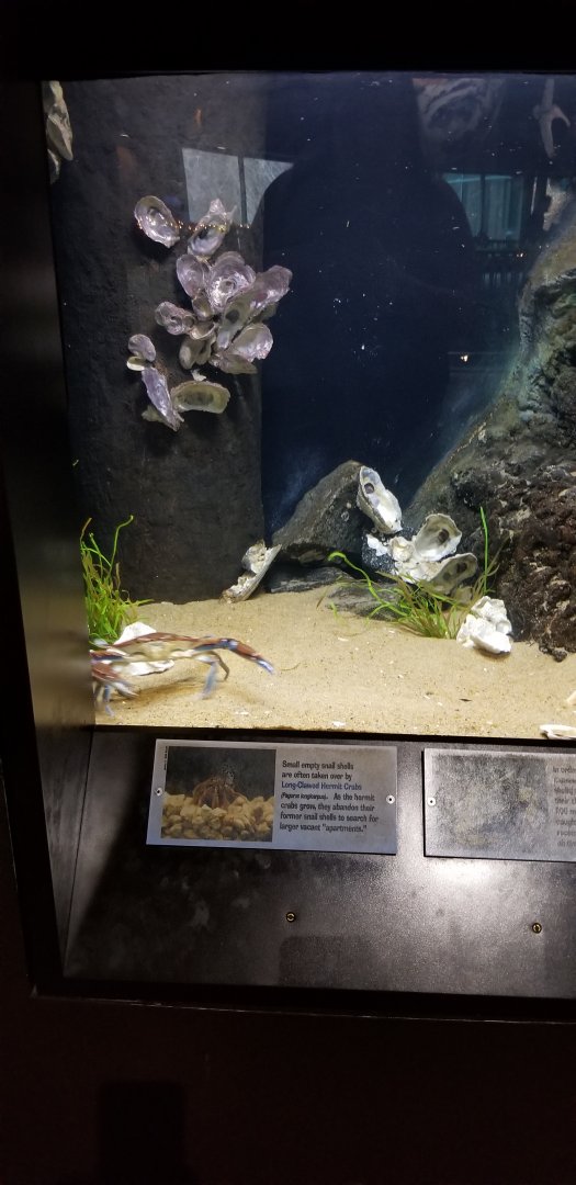 VA Living Museum - Coastal Plain - blue crab