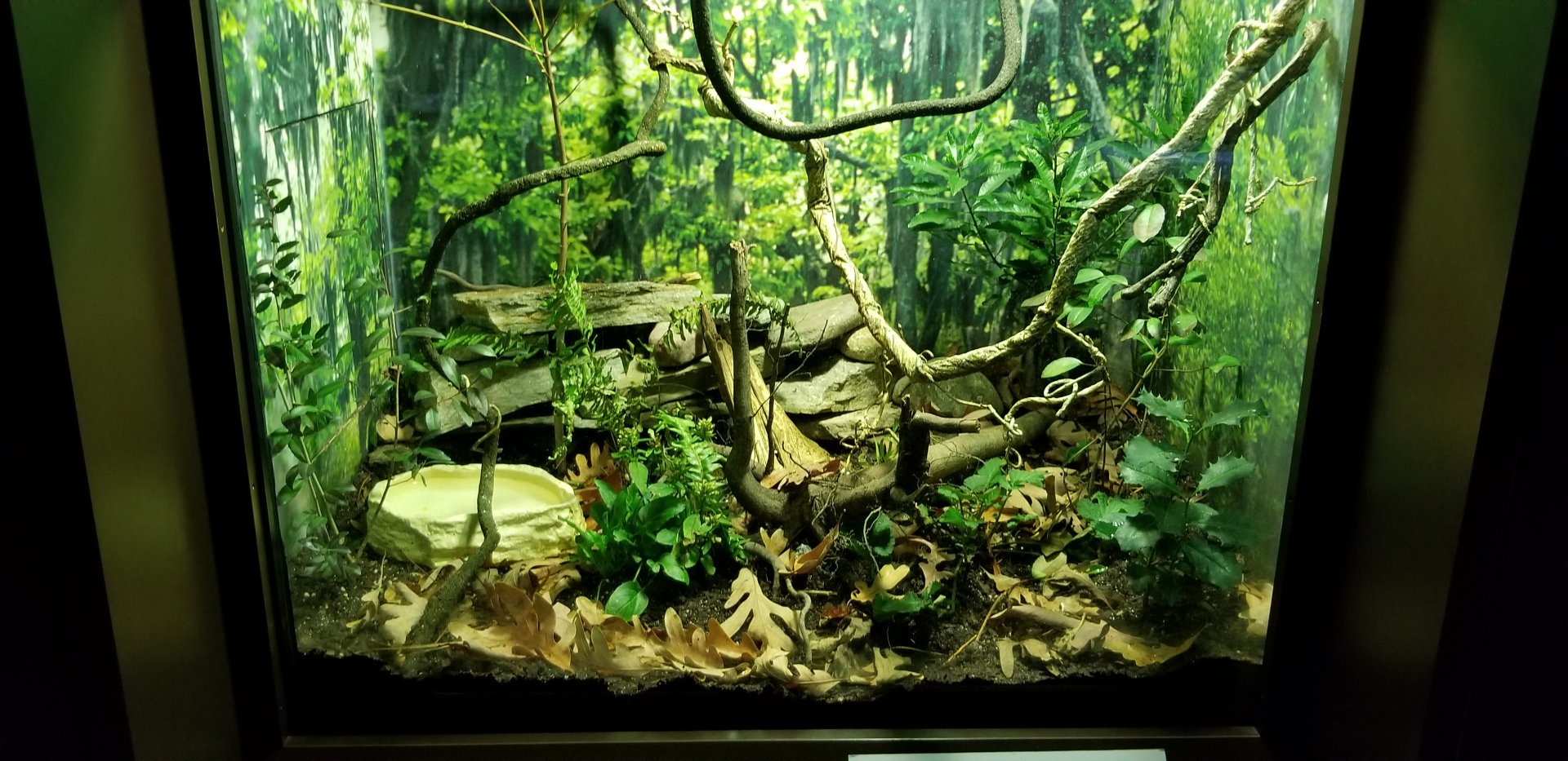 VA Living Museum - Coastal Plain - common five-lined skink, green anole