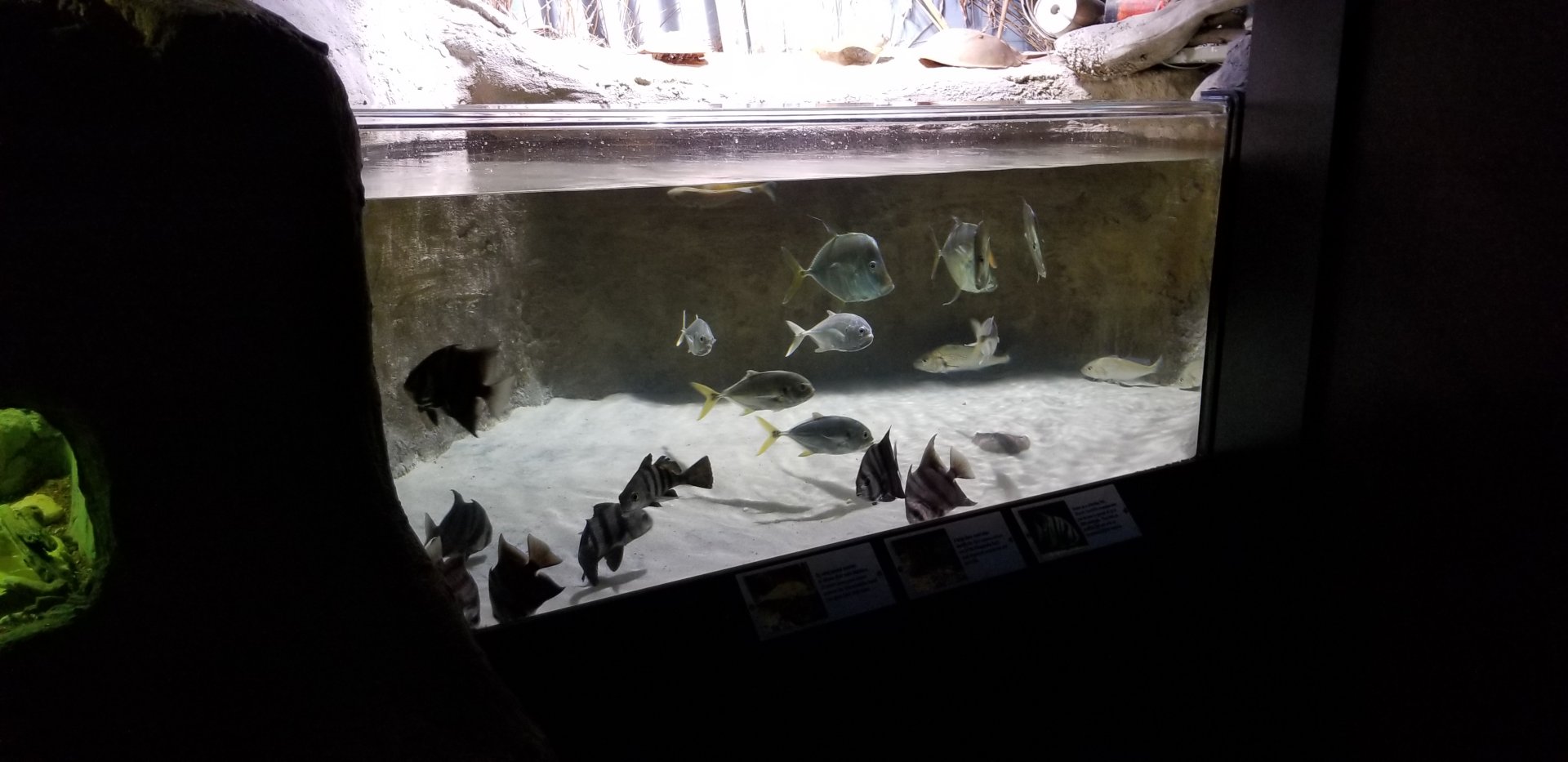 VA Living Museum - Coastal Plain - croaker, atlantic spadefish, spot