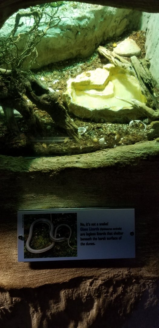 VA Living Museum - Coastal Plain - glass lizard