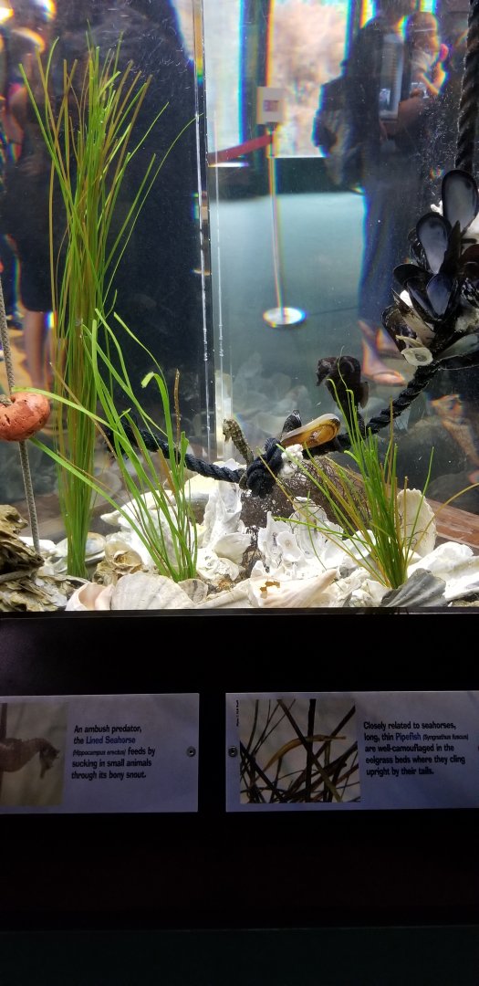 VA Living Museum - Coastal Plain - lined seahorse