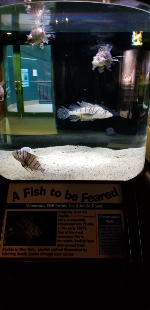 VA Living Museum - Coastal Plain - Lionfish, invasive