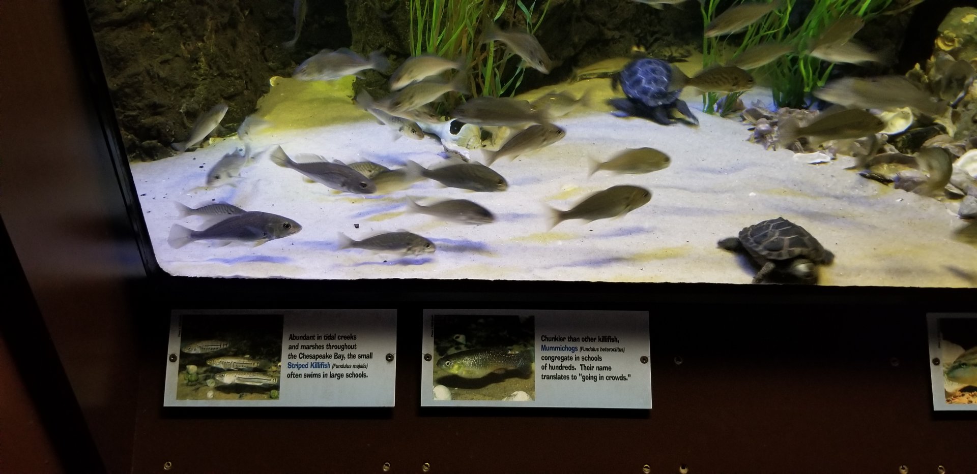 VA Living Museum - Coastal Plain - mummichogs, striped killifsh, pigfish, northern diamondback terrapin