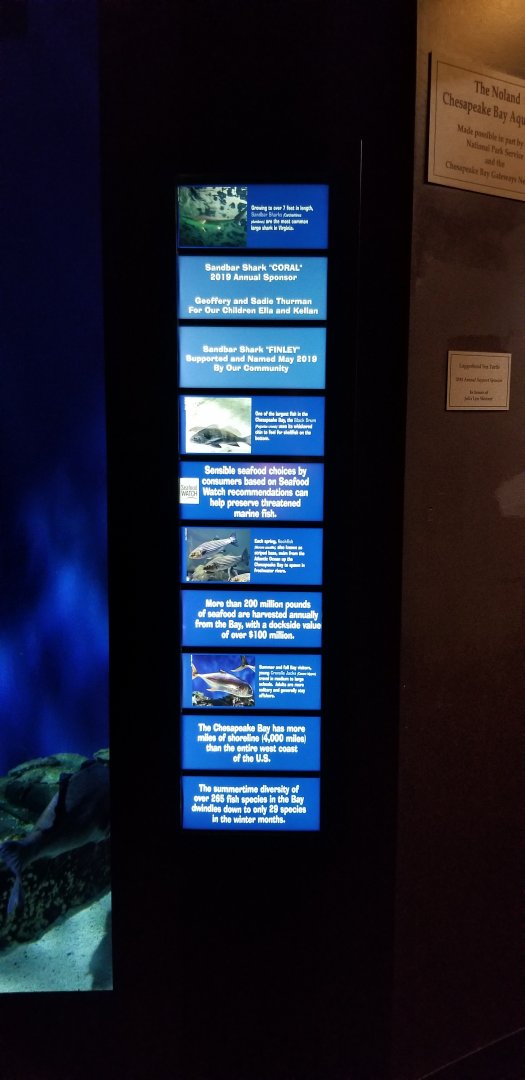VA Living Museum - Coastal Plain - shark tank species