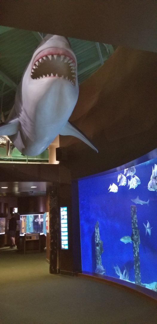 VA Living Museum - Coastal Plain - sharks