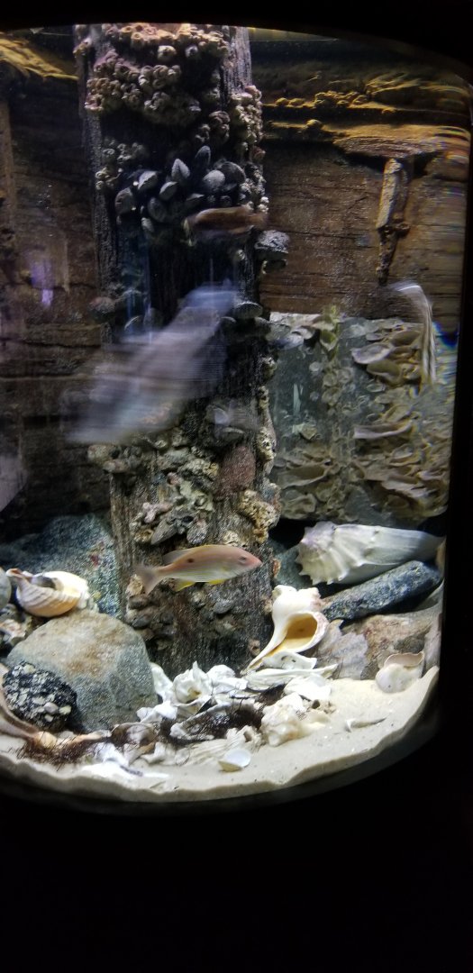 VA Living Museum - Coastal Plain - striped blennies, feather blennies, skilletfish, tautog, planehead filefish