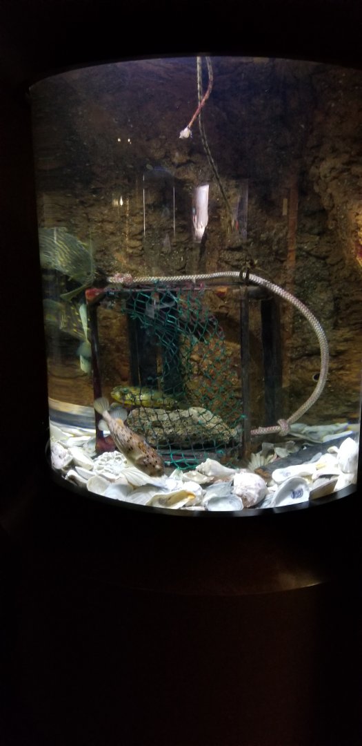 VA Living Museum - Coastal Plain - striped burrfish, porcupinefish