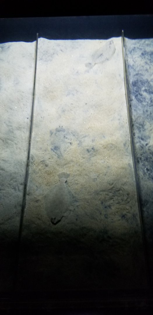 VA Living Museum - Coastal Plain - summer flounder