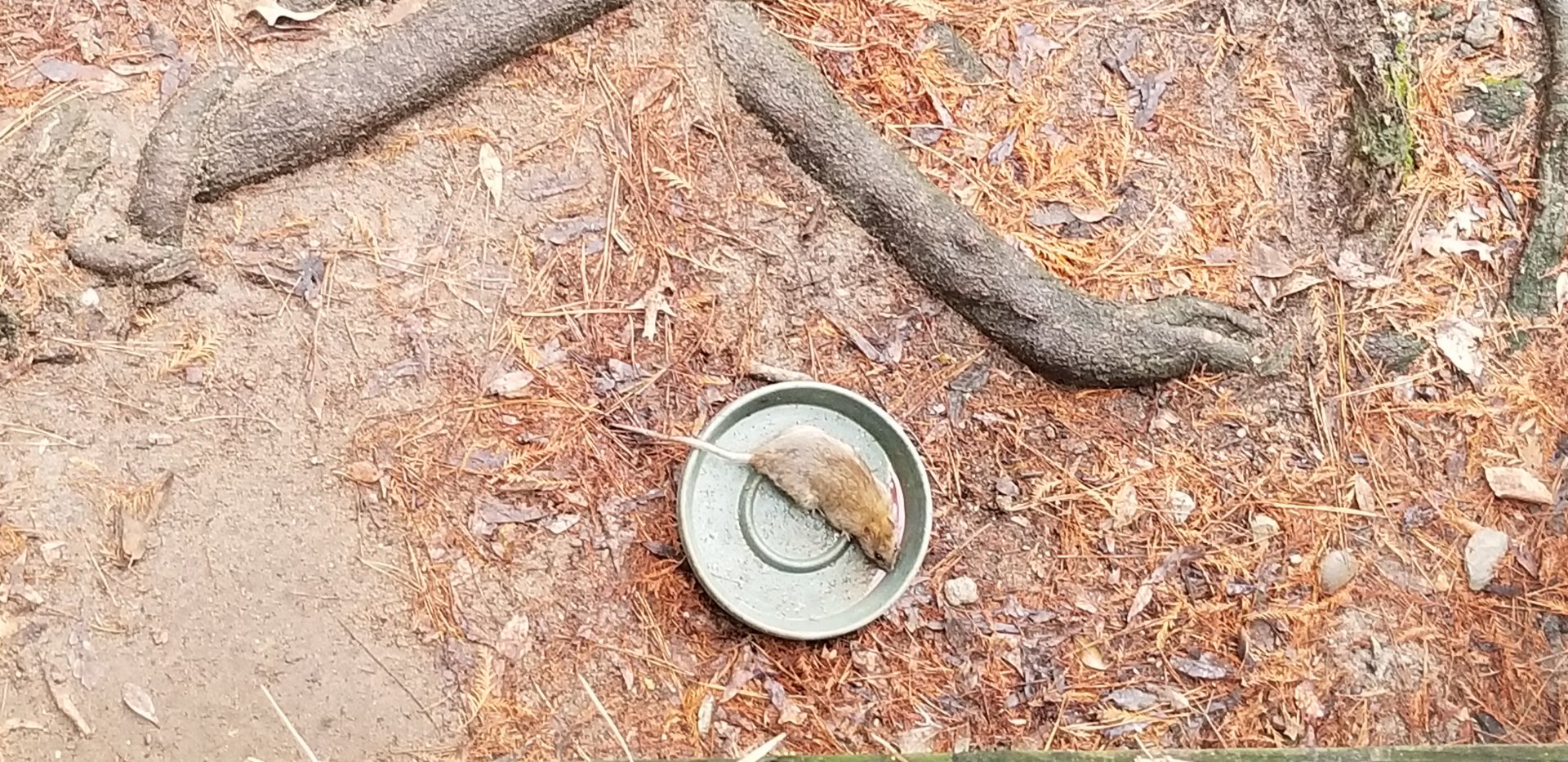 VA Living Museum - Confirm ID? Marsh Rice Rat?