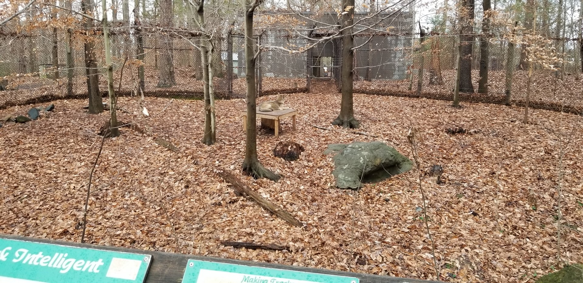 VA Living Museum - Coyote exhibit