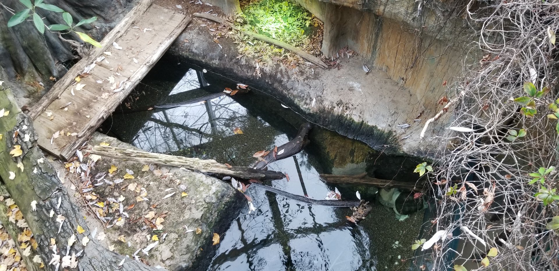 VA Living Museum - Cypress Swamp - american alligator, snapping turtle from above
