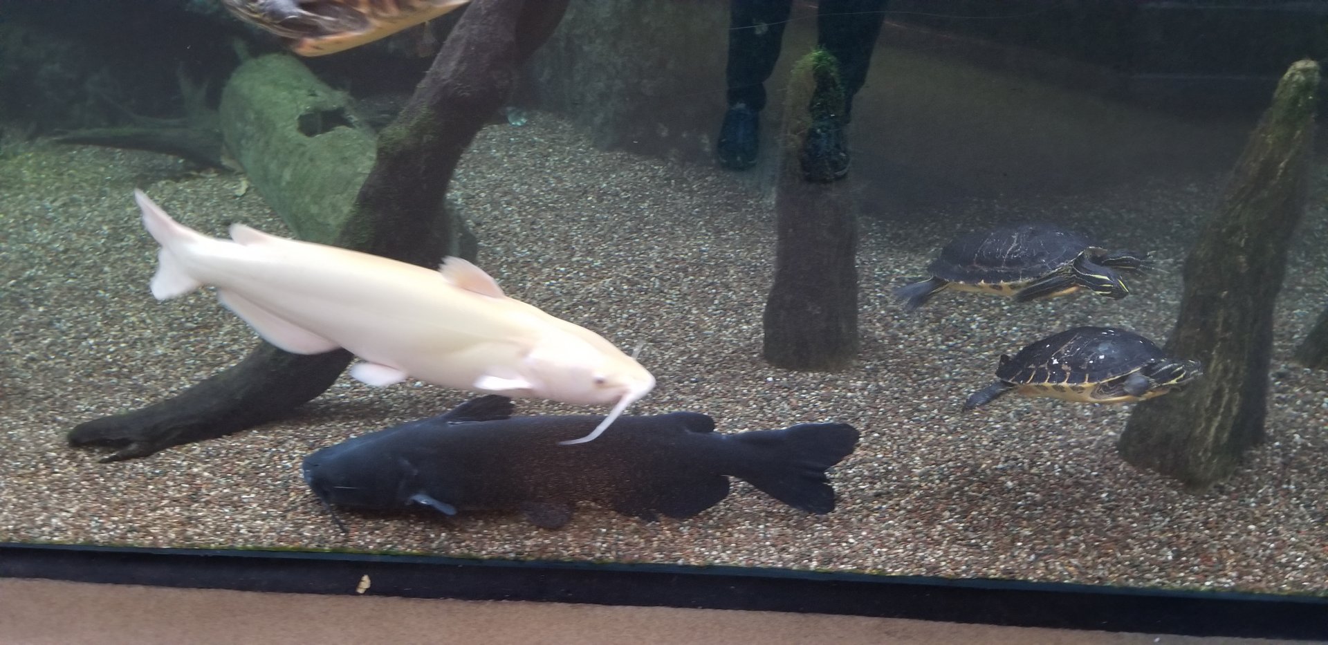 VA Living Museum - Cypress Swamp - catfish, turtles