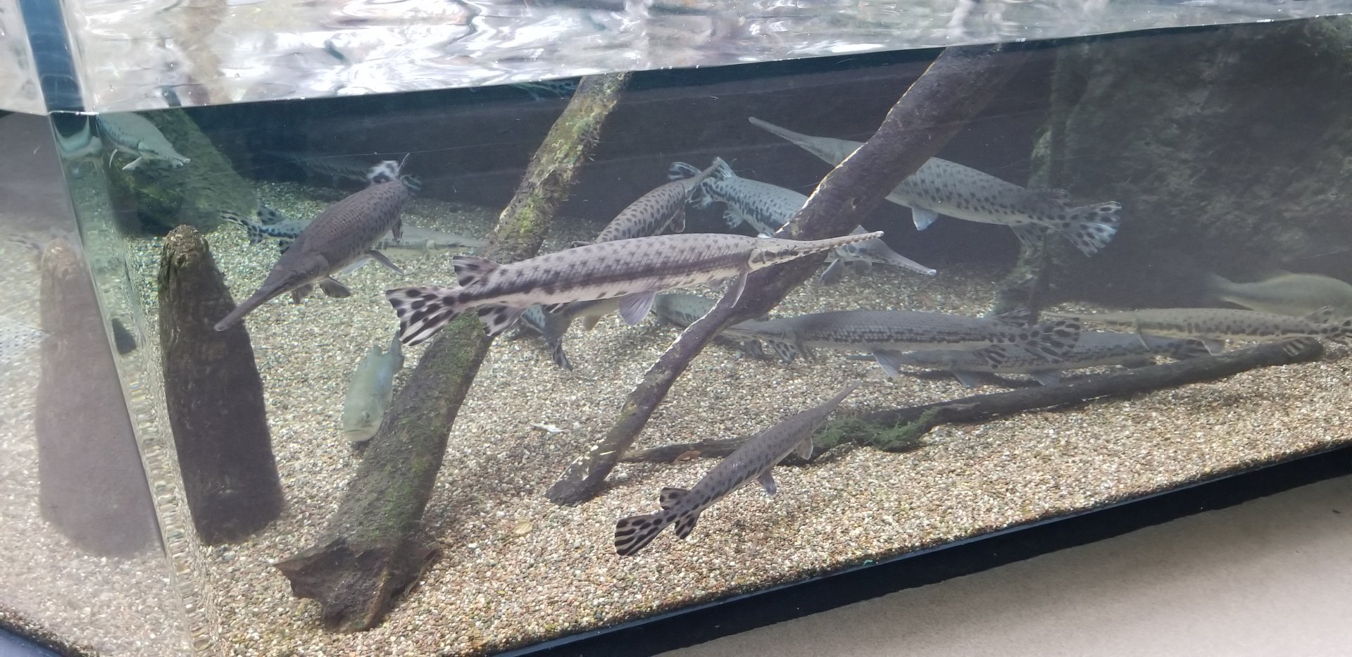 VA Living Museum - Cypress Swamp - fish
