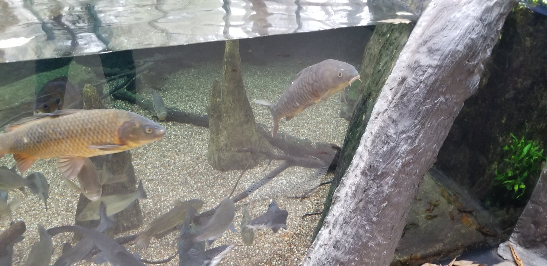 VA Living Museum - Cypress Swamp - fish
