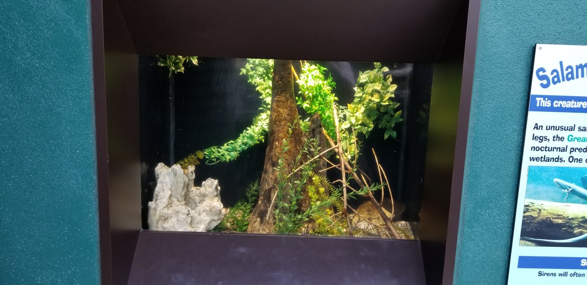 VA Living Museum - Cypress Swamp - greater siren