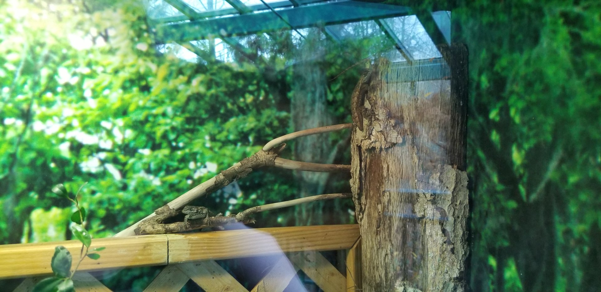 VA Living Museum - Cypress Swamp - Northern Fence Swift