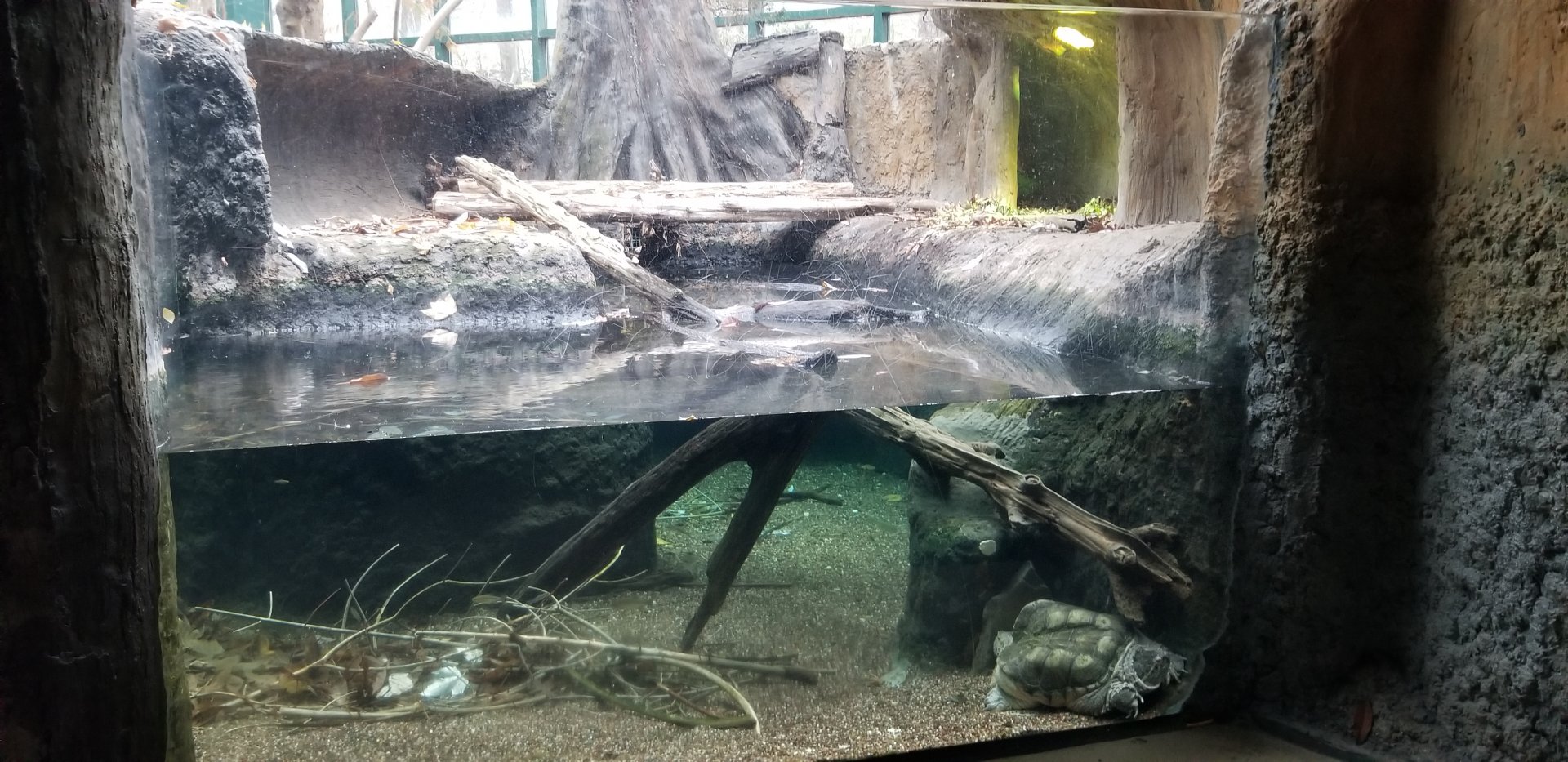 VA Living Museum - Cypress Swamp - Snapping turtle and american alligator