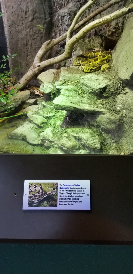 VA Living Museum - Cypress Swamp - timber rattlesnake