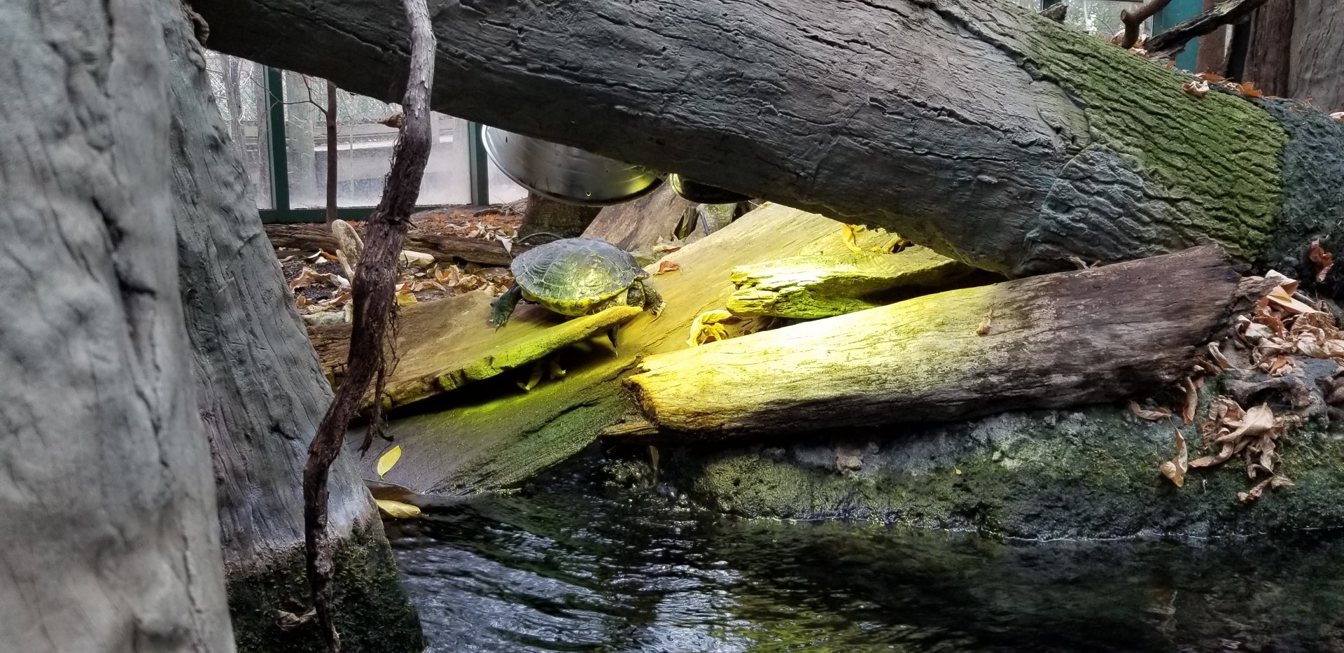 VA Living Museum - Cypress Swamp - turtle
